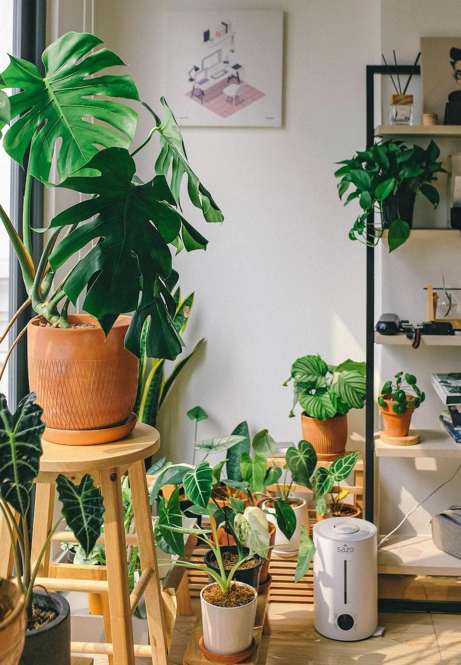 Rincón interior con varias plantas en el suelo, otras en un estante y una gran planta sobre un piso de madera.