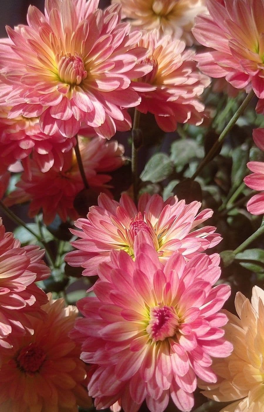 Detalle de flor crisantemo rosado con centro amarillo.