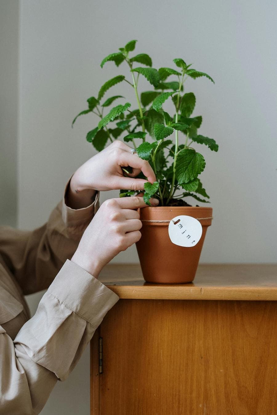 Manos de una mujer revisando las hojas de una planta dentro de un macetero.