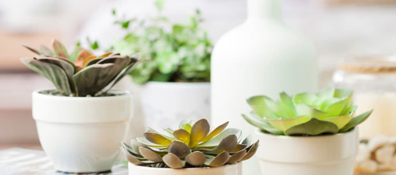 Este verano, ¡decora con cactus y suculentas!