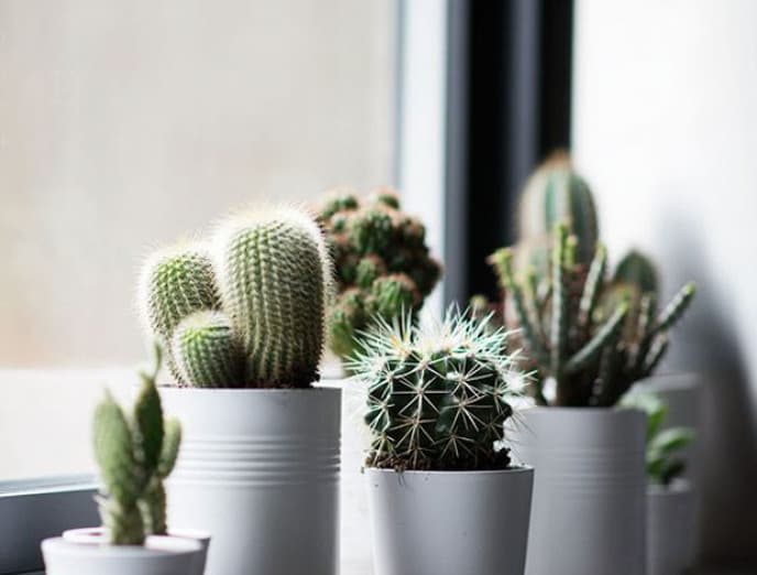 6 ideas de maceteros (que no son maceteros) para tus plantas