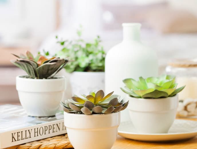 Este verano, ¡decora con cactus y suculentas!