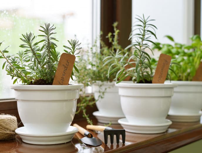 Cultiva tu propia comida: haz un mini huerto en tu departamento