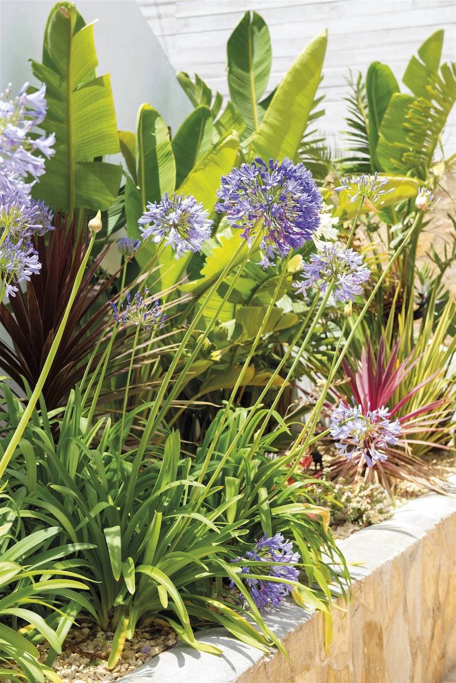 Detalle de un jardín con flores alargadas de color morado y lila