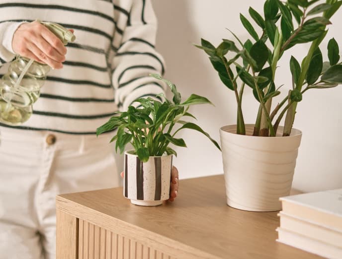 Cómo cuidar tus plantas para que duren más y vivan mejor