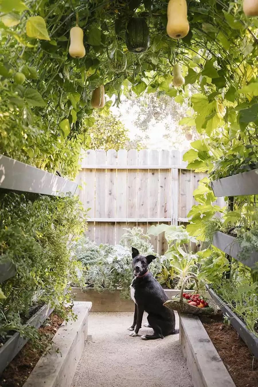 Arco de madera con muchas plantas, que forman un túnel natural. Al fondo se ve un cerco de madera y un perro negro sentado