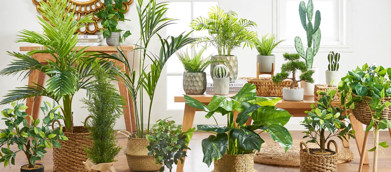 6 plantas de moda para tu hogar ¡según TikTok!