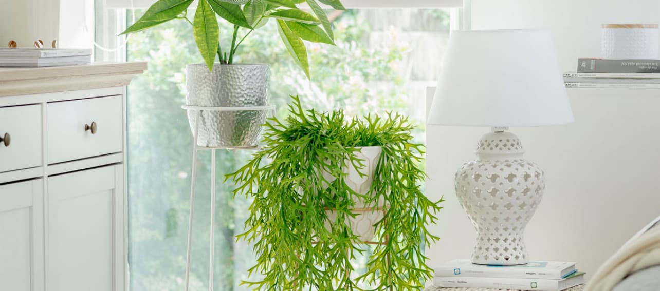 Plantas decorativas, ¡llena todos los rincones de tu casa!