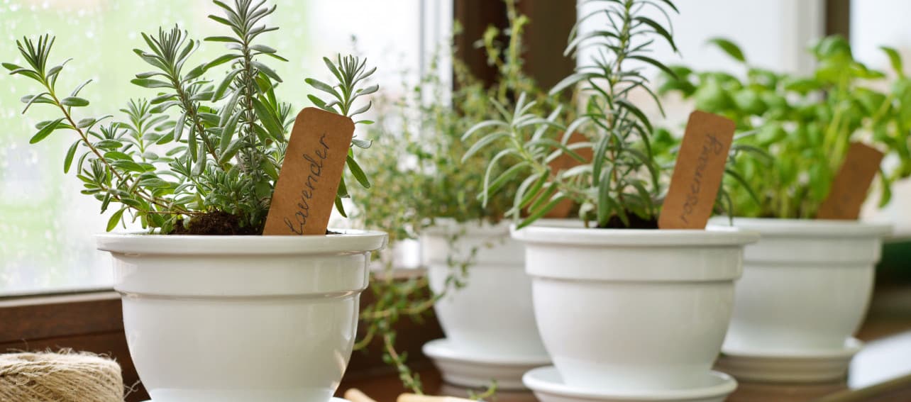 Cultiva tu propia comida: haz un mini huerto en tu departamento