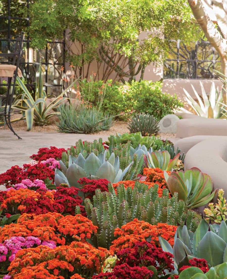 Jardín seco con cactus, suculentas y flores de color rojo, rosado y amarillo.