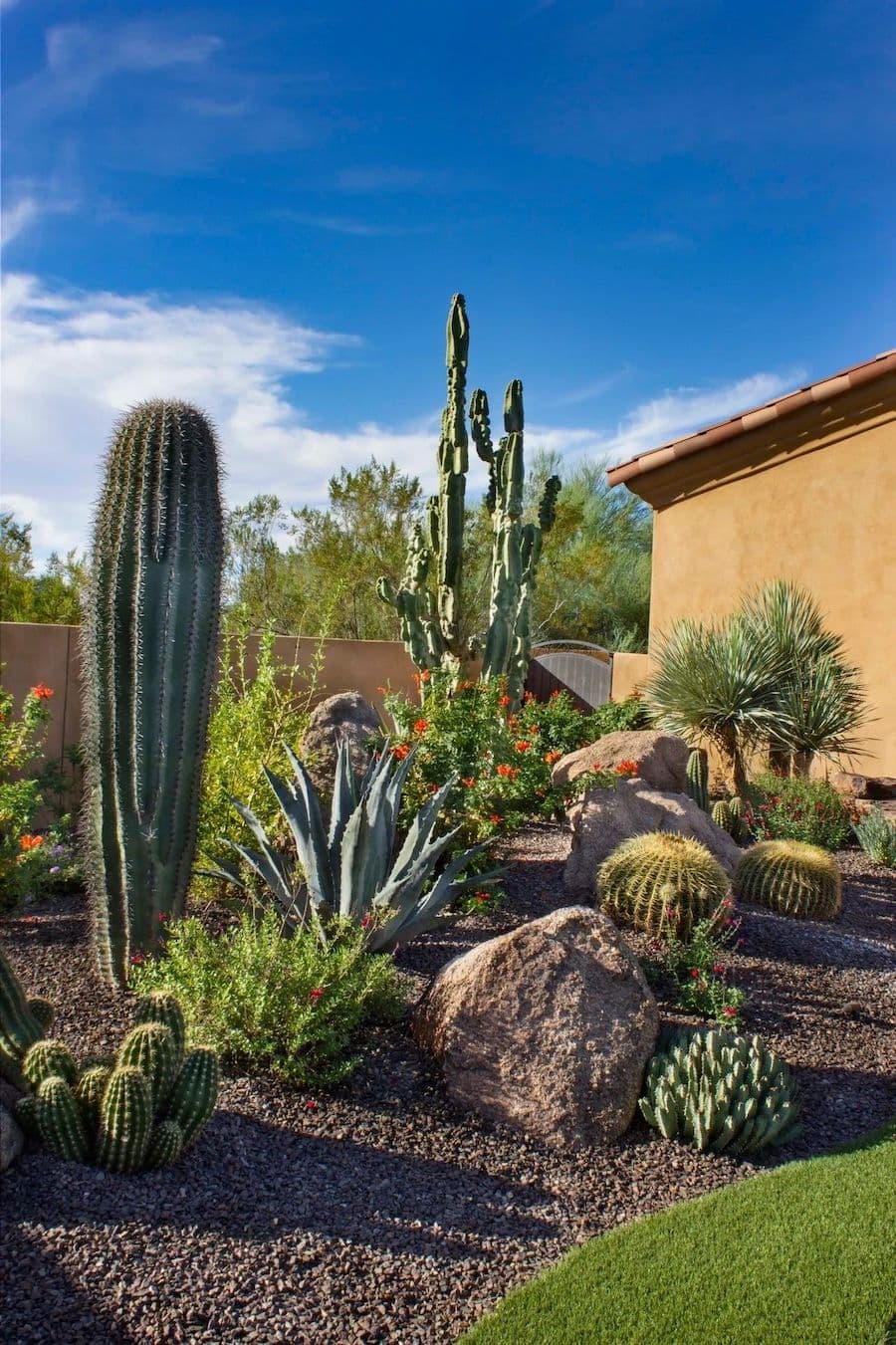 Jardín seco con plantas, suculentas y cactus y una gran piedra.