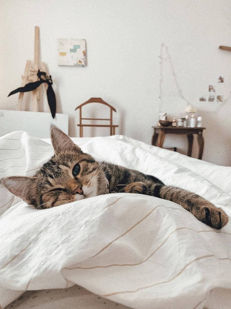 Gato café con negro sobre cama con sábanas blancas. Dormitorio juvenil estilo boho.