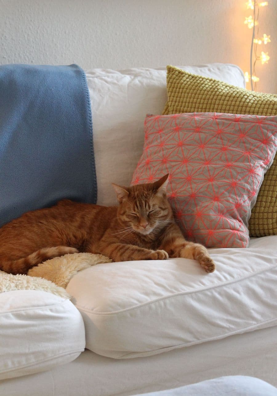 Gato color café acostado sobre un sofá blanco. Cojín rosado y amarillo y manta azul.