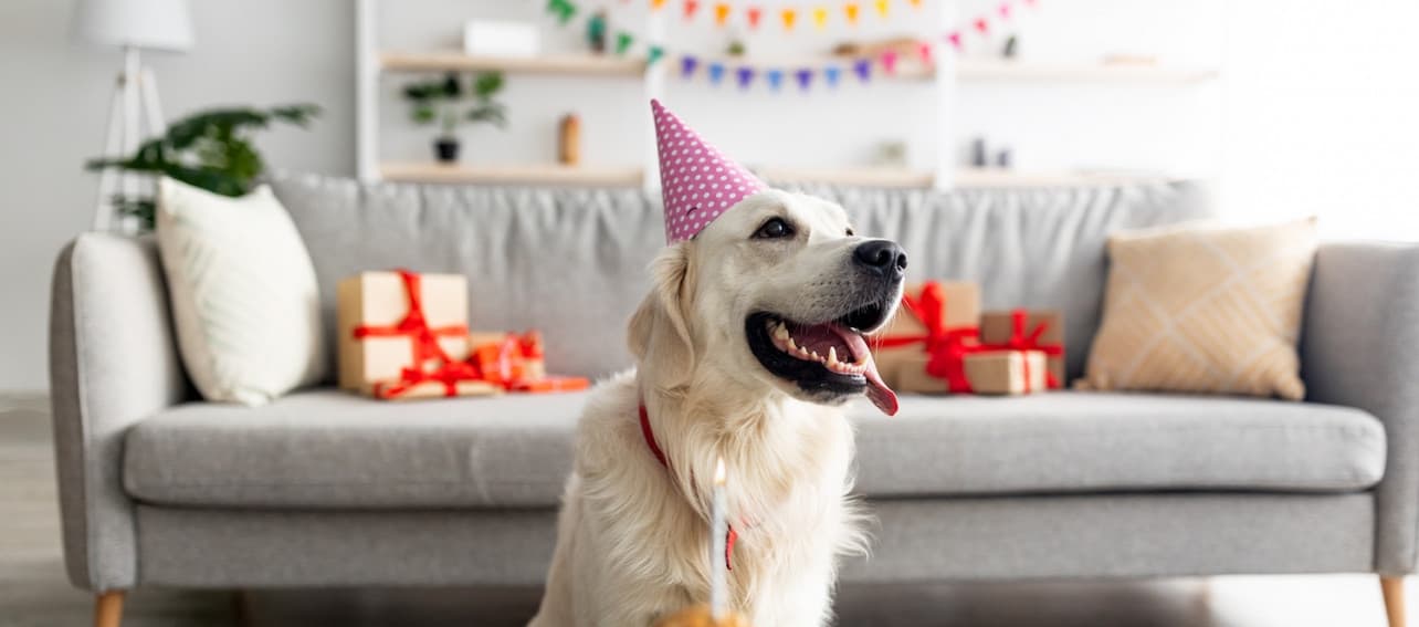 Celebra el cumpleaños de tu gato o perro con estas 8 ideas deco