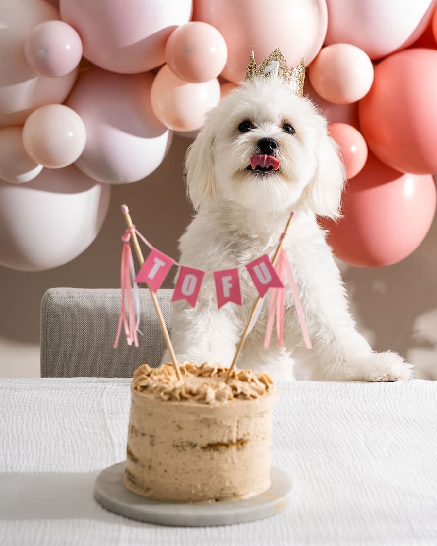 Perro peludo blanco de tamaño pequeño sobre una mesa, donde está su torta de cumpleaños, la que tiene una decoración con su nombre: Tofu. Detrás del perro hay globos de distintos tamaños y tonalidades de rosado.