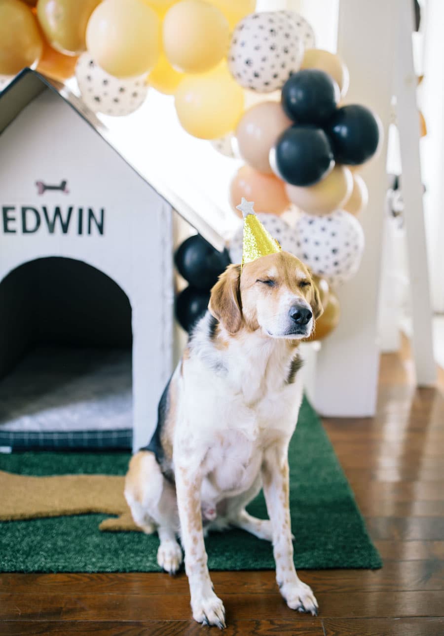 Perro con gorro de cumpleaños delante de una casa con su nombre y un hueso, y un arco con globos de cumpleaños de distintos tamaños y colores.