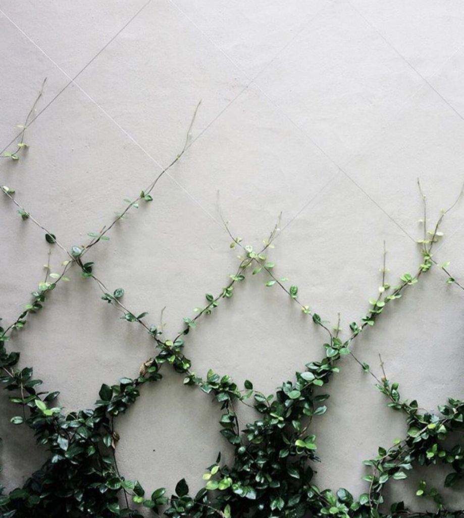 Muro blanco con enredadera creciendo desde abajo