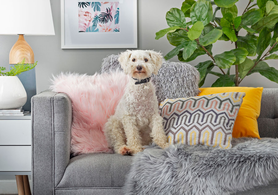 Sofá gris con cojines decorativos y un poodle posando sobre él.