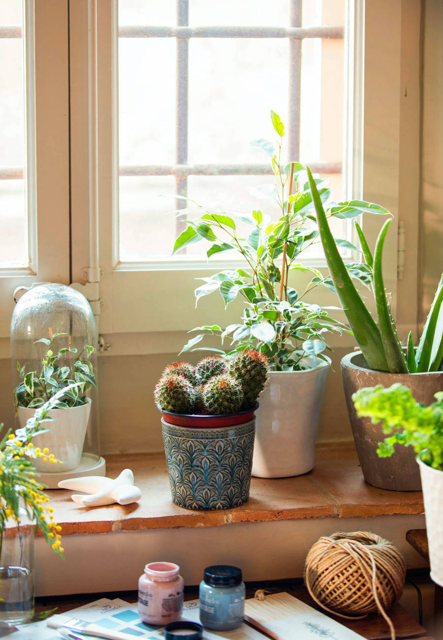 Detalle de una ventana de marco blanco con distintas plantas, cactus y suculentas adelante de ella.