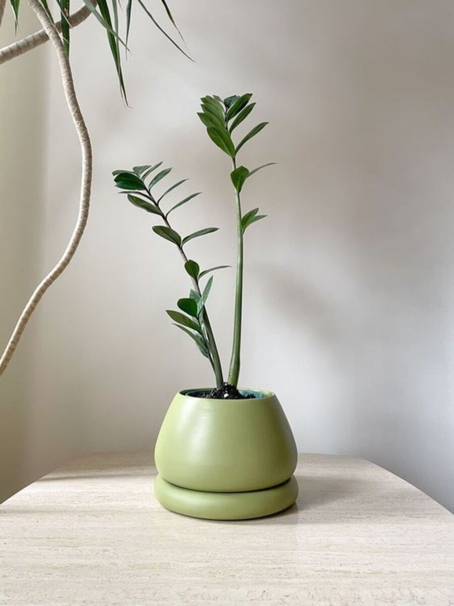 Macetero de cerámica color verde manzana, terminación opaca. Tiene una planta alargada con hojas pequeñas. Está sobre una mesa de melamina color beige. 