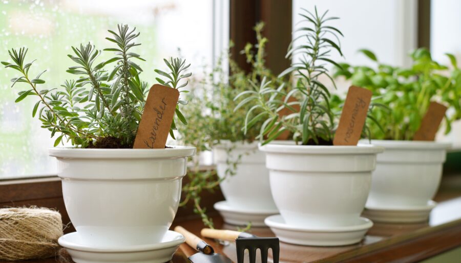 Cultiva tu propia comida: haz un mini huerto en tu departamento