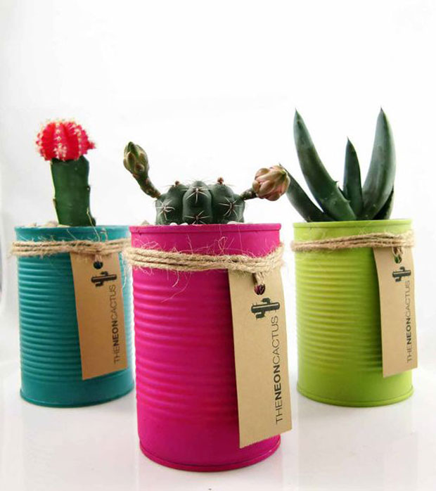 decora con cactus y suculentas en latas recicladas