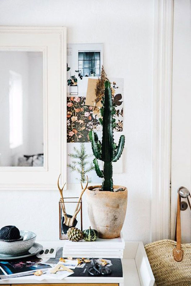 decora con cactus y suculentas en sala de estar