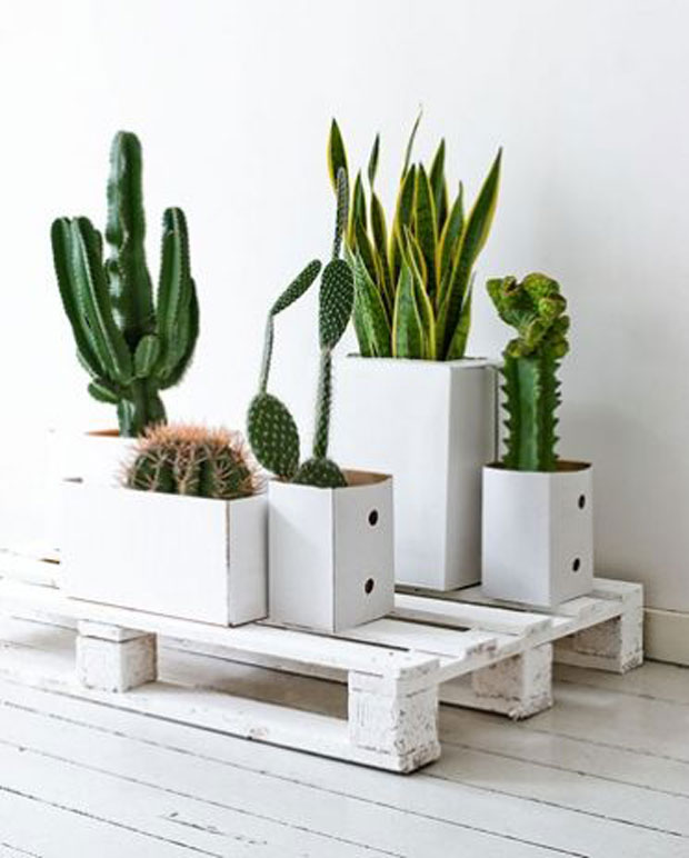 decora con cactus y suculentas en cajas